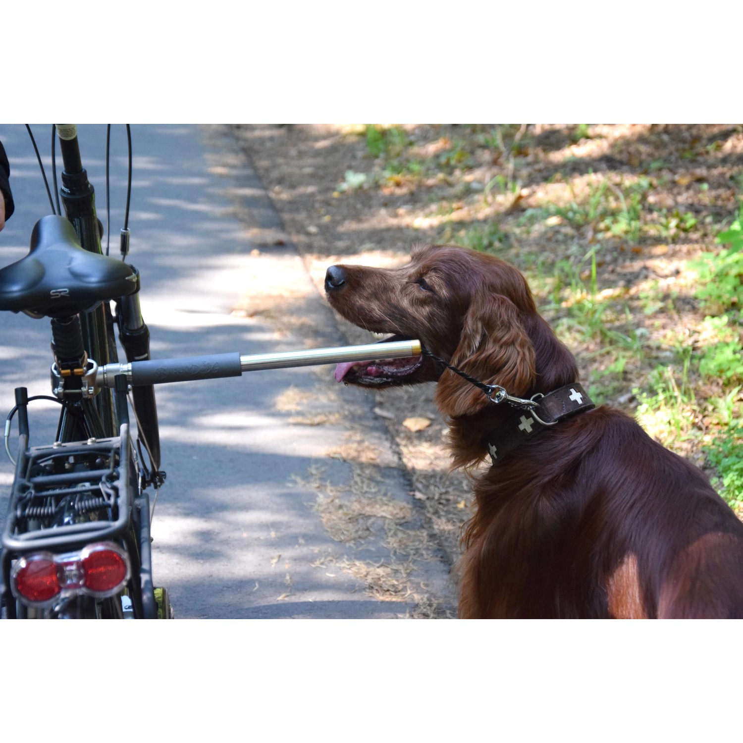 Fahrrad mit Walky Dog Plus Hundeleine und braunem Hund am Wegesrand.