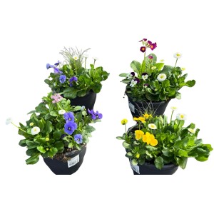 Spring Break Trio: Bepflanzte Schale mit bunten Frühlingsblühern im Topf, ca. 19 cm Ø.