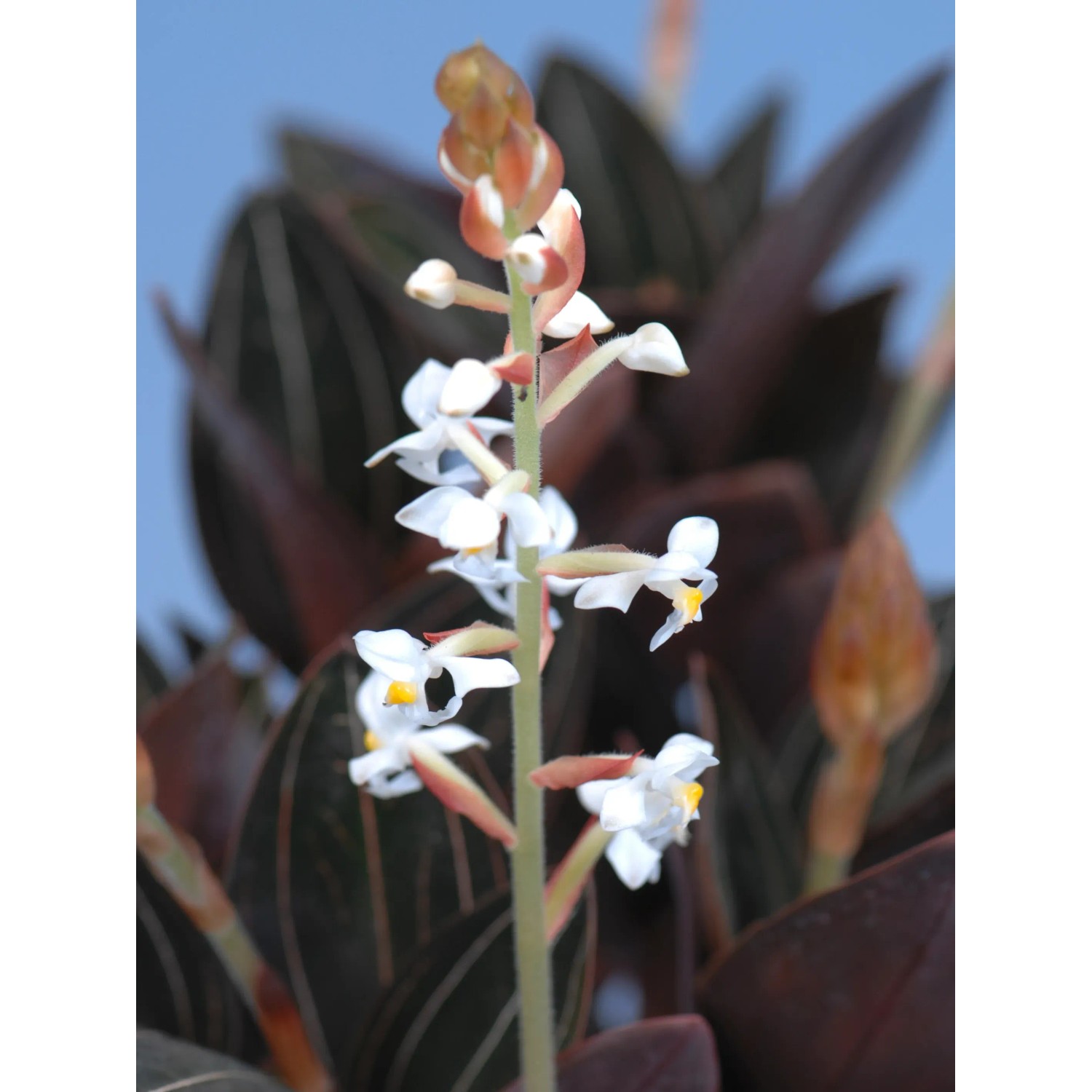 Ludisia Weiß TopfØ ca. 12 cm kaufen bei OBI