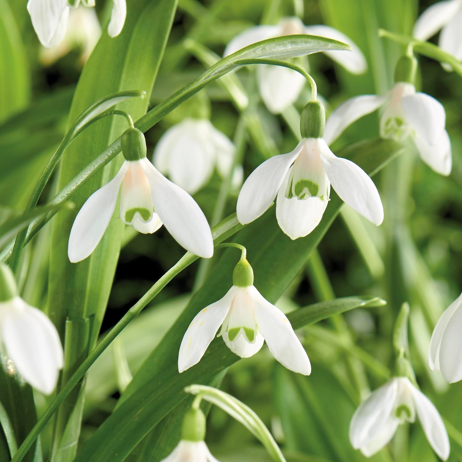 GROW by OBI ElwesSchneeglöckchen Weiß 15 cm Galanthus elwesii kaufen