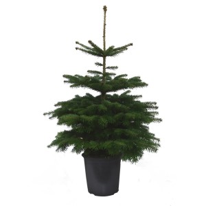 Weihnachtsbaum Echte Nordmanntanne 100 cm - 125 cm getopft