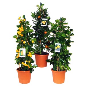 Citrus Mix Pyramide im Topf, verschiedene Sorten mit Früchten und grünen Blättern.