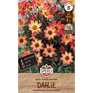 Sperli Dahlie Star Wars: Rot-orange-gelbe Blüten mit dunklem Laub, ideal für Beet und Kübel.