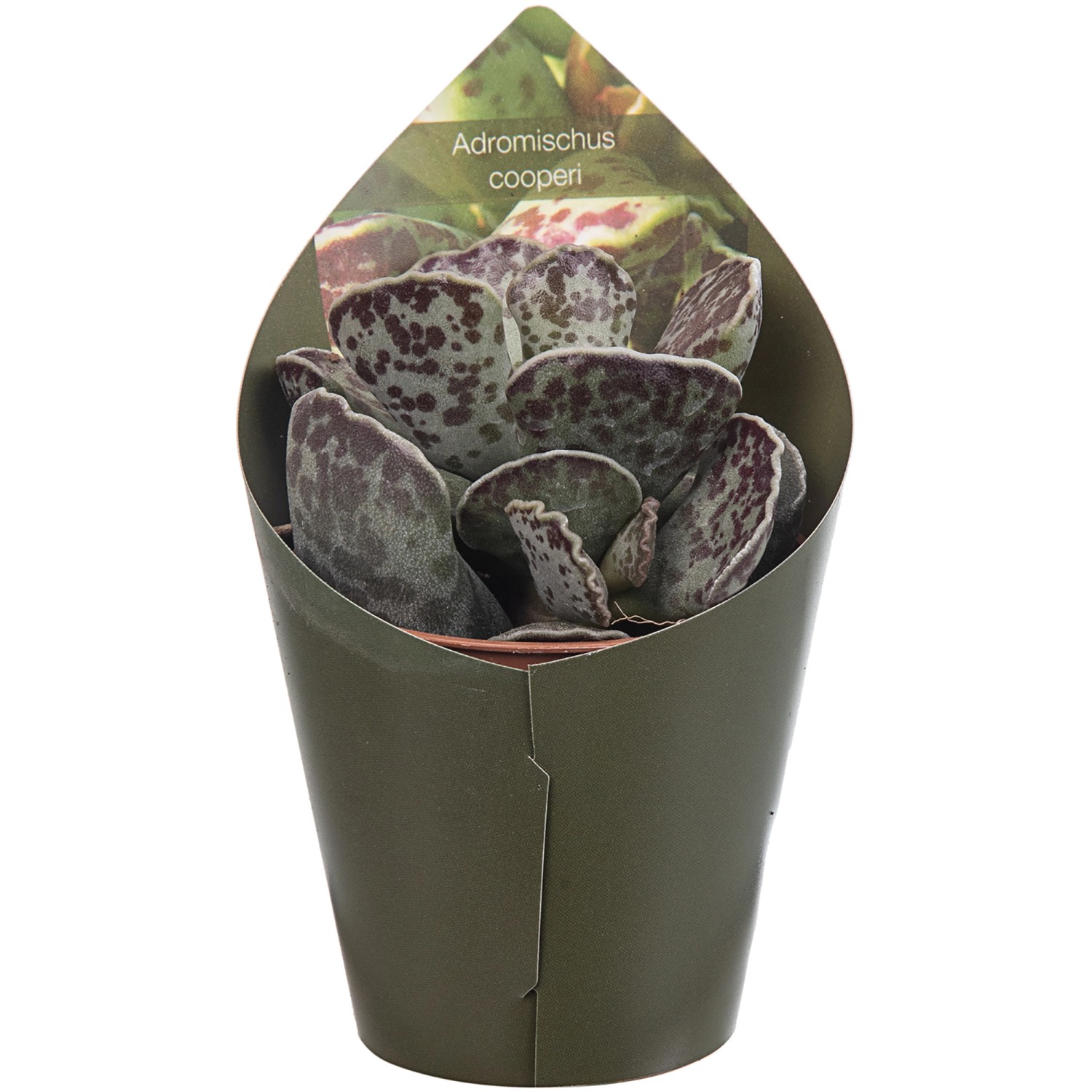 Giromagi Sukkulente Andromischus cooperi im Topf, ca. 8-10cm hoch. Dekorative Zimmerpflanze.