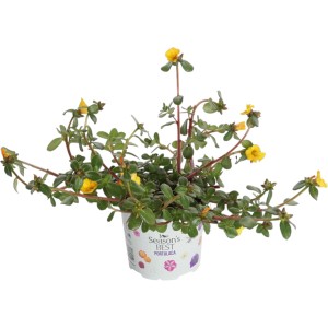 Gelbes Portulakröschen Summer Survivors im Topf (ca. 12 cm Ø) für sonnige Standorte.