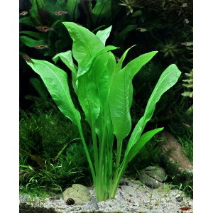 Dennerle Echinodorus Bleherae Aquariumpflanze im Aquarium mit Fischen.