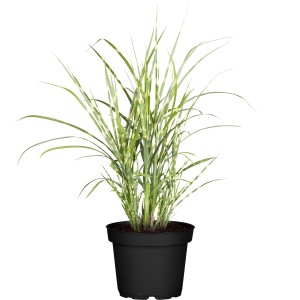 GROW by OBI Zebraschilf "Strictus Dwarf" Topf-Ø ca. 14 cm Miscanthus sinensis