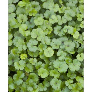 OBI Wassernabel Weiß Topf-Ø ca. 11 cm