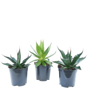 Drei Amerikanische Agaven (Agave americana) im Topf, Kübelpflanzen für sonnige Standorte.