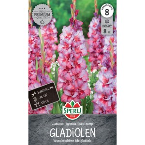 Sperli Gladiolen Ted's Trump, rosa-rote Blumenzwiebeln als Schnittblumen im Garten.