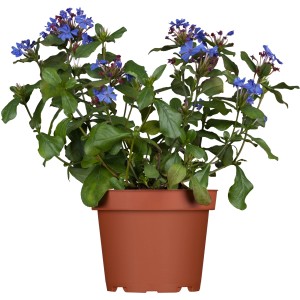 Chinesische Bleiwurz 'Ceratostigma' im Topf, blaue Blüten, Herbstpflanze für sonnige Standorte.