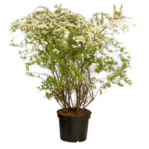 Sommerspiere Albiflora im Topf, ca. 25-30 cm hoch, mit weißen Blüten. Ideal für Garten und Beet.