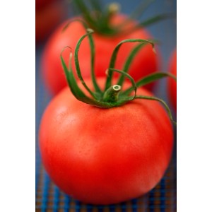 Rote Fleischtomate (Solanum) im Topf, nah aufgenommen. Fruchtgemüse mit grünen Blättern.