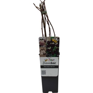 GROW by OBI Bio Himbeere "Glen Coe" Rosa-Violett Höhe ca. 20-30cm Topf ca. 2 l