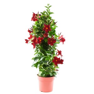 Dipladenie Pyramide mit roten Blüten im Topf, ca. 70 cm hoch. Blühende Kübelpflanze für sonnige Standorte.