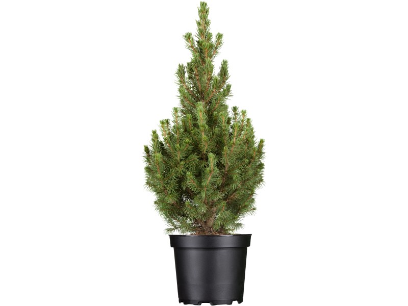 OBI Zuckerhutfichte \