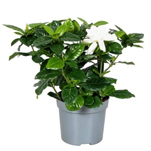 Gardenie (Gardenia jasminoides) im Topf, ca. 13 cm Durchmesser, mit cremeweißer Blüte und grünen Blättern.