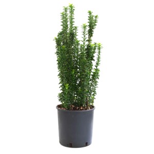GROW by OBI Japanischer Spindelstrauch Benkomasaki Topf 10l