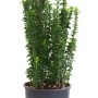 GROW by OBI Japanischer Spindelstrauch Benkomasaki Topf 10l