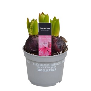 Garten-Hyazinthe 'Pink Pearl' im Topf, rosa Blüten in Vorbereitung.