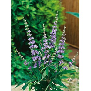OBI Mönchspfeffer Blau Höhe ca. 40 - 50 cm Topf ca. 3 l Vitex