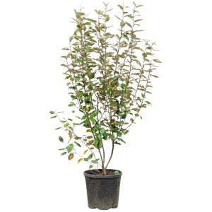 Wintergrüne Ölweide Set à 20 Stk. Höhe ca. 125-150cm Elaeagnus ebbingei