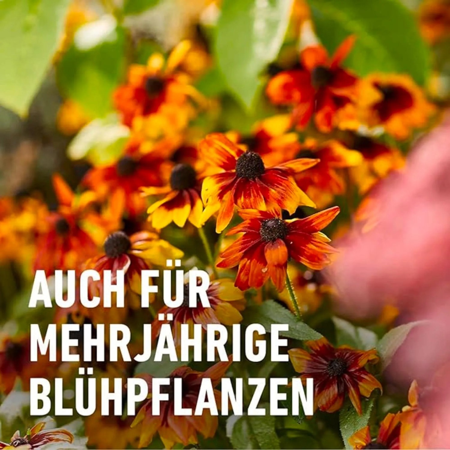 Compo Stauden Langzeit-Dnger 2 kg kaufen bei OBI
