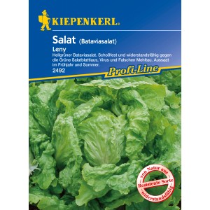 Sattgrüner Bataviasalat Leny, widerstandsfähige Sorte für den Gemüseanbau im Garten.