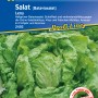 Sattgrüner Bataviasalat Leny, widerstandsfähige Sorte für den Gemüseanbau im Garten.