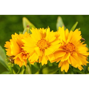 Gelbe GROW by OBI Mädchenauge "Presto" (Coreopsis grandiflora), ca. 25cm hoch.