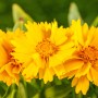 Gelbe GROW by OBI Mädchenauge "Presto" (Coreopsis grandiflora), ca. 25cm hoch.