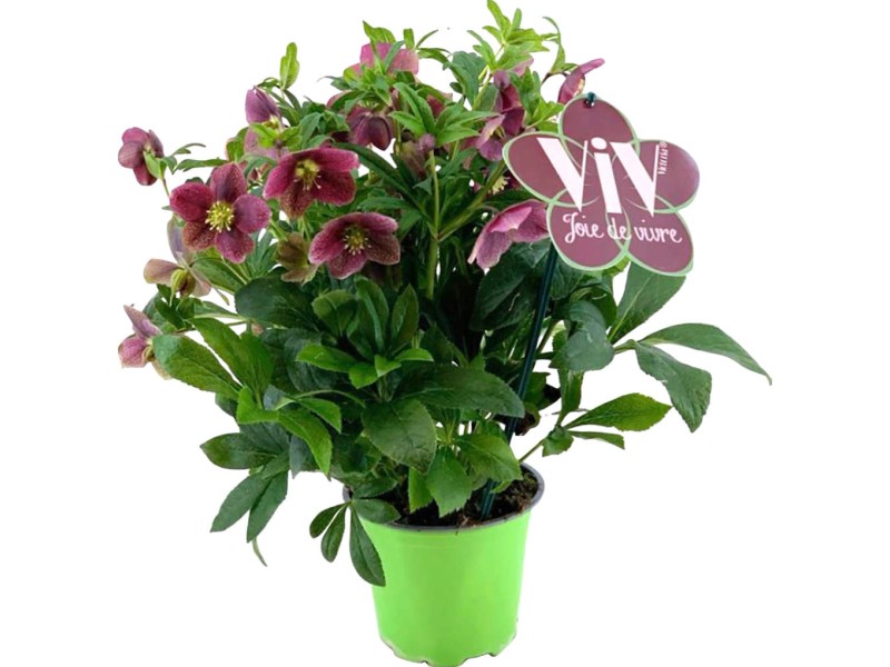 Orientalische Lenzrose "Victoria" TopfØ ca. 17 cm Helleborus