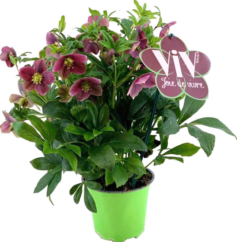 Orientalische Lenzrose "Victoria" TopfØ ca. 17 cm Helleborus