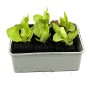 GROW by OBI Feldsalat in 6er Schale, junge, grüne Salatpflanzen in Anzuchtschale.