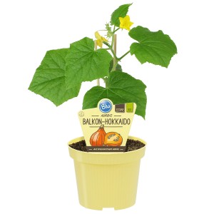 Blu Balkon Hokkaido Kürbis im Topf (Ø 12cm) mit gelben Blüten und grünen Blättern.