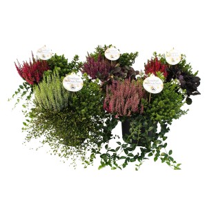 Herbstlich bepflanzter Topf (Ø 23cm) mit Strauchveronika, Gras und Besenheide für Balkon und Terrasse.