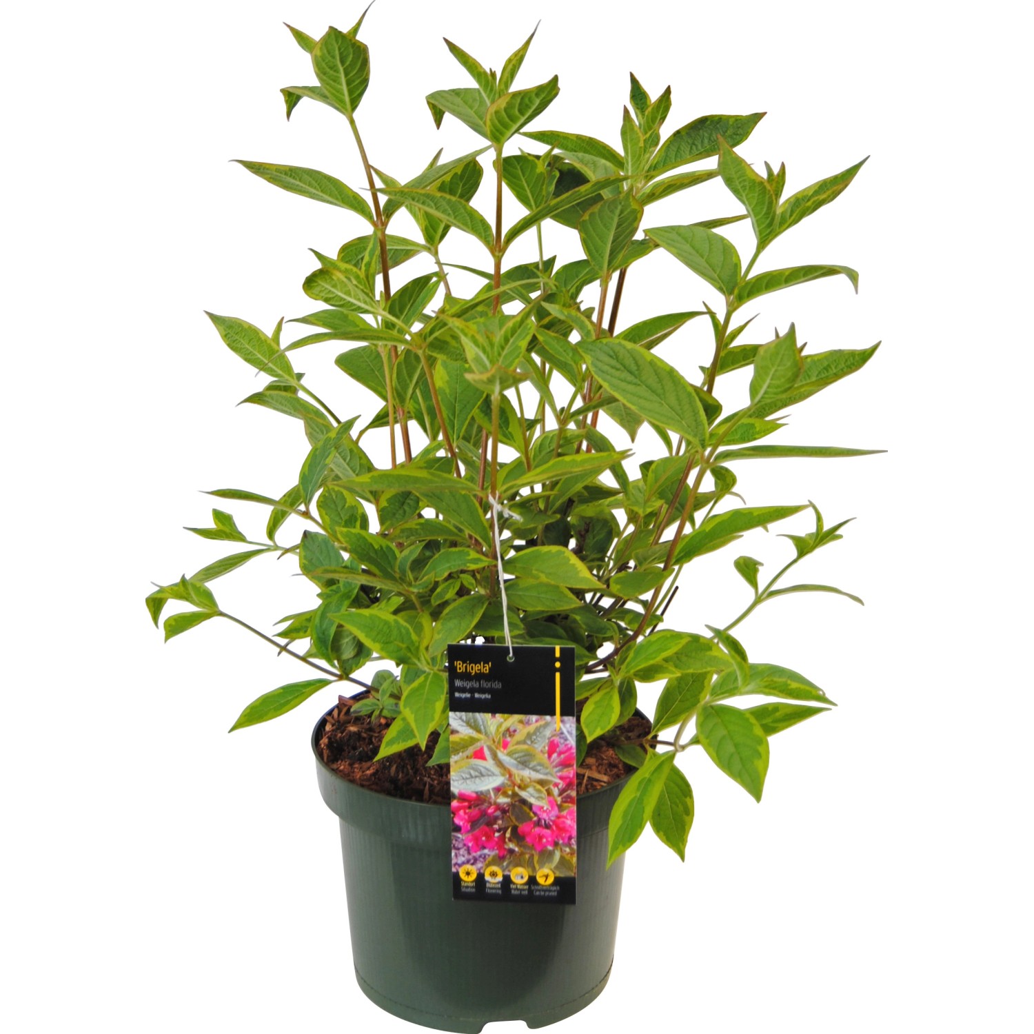 OBI Weigelie "Brigela" Rot Höhe ca. 20 30 cm Topf ca. 3 l Weigela