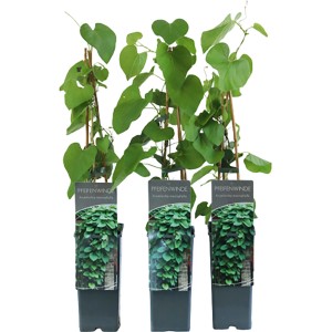 Drei Pfeifenwinden (Aristolochia macrophylla) im Topf, ca. 40-60 cm hoch, grüne Blätter.