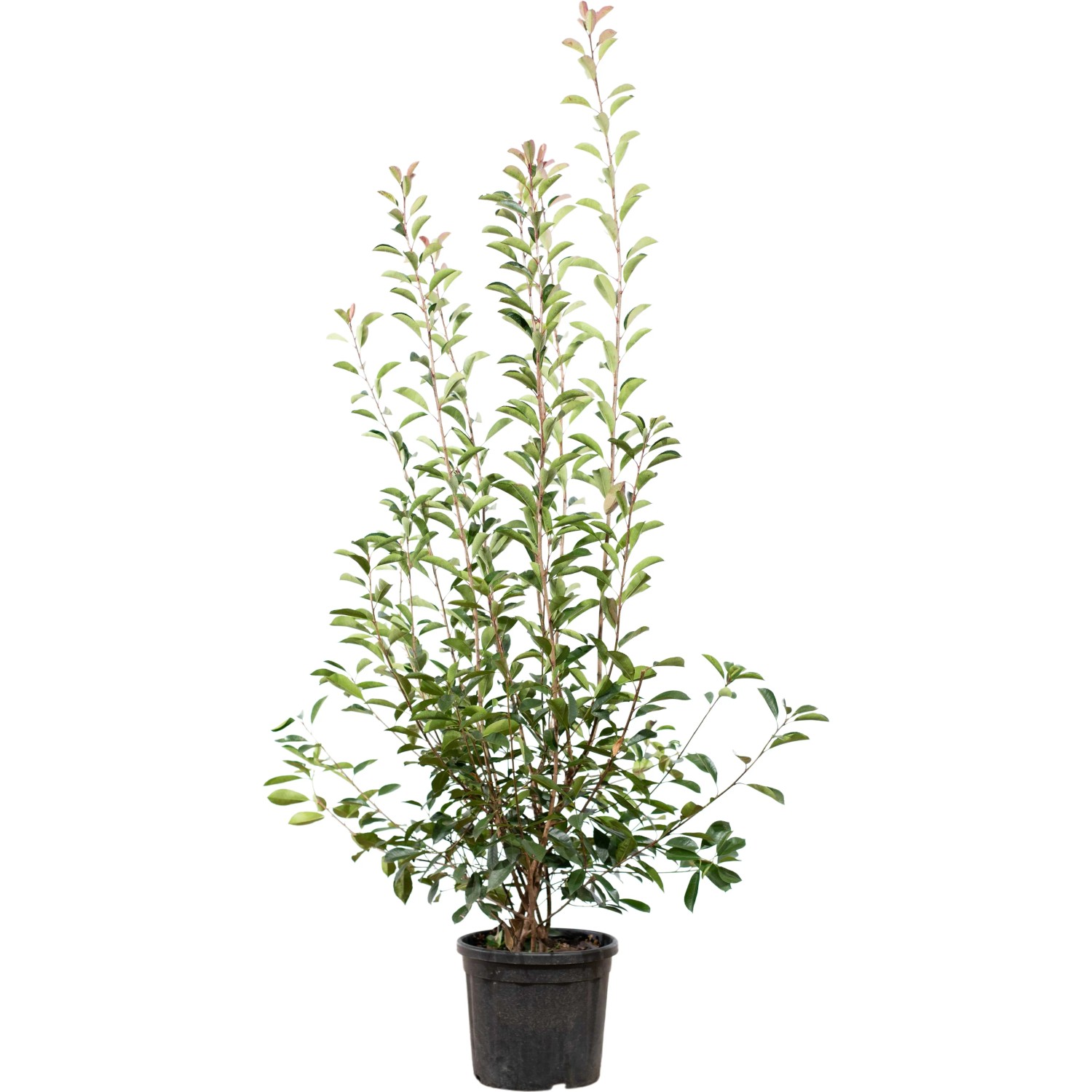 common mullein plant Mullein (Verbascum thapsus) Organic Plant in 2.5-Inch Pot by Smoke Camp  Crafts main image 0