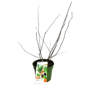 Zwergmaulbeerbaum 'Mulle Schwarz' im 3L Topf, ca. 30-40cm hoch.