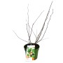 Zwergmaulbeerbaum 'Mulle Schwarz' im 3L Topf, ca. 30-40cm hoch.