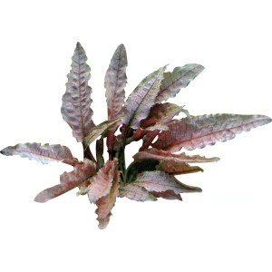 Dennerle Aquariumpflanze Cryptocoryne Spec. Flamingo In-Vitro mit rosa Blättern.