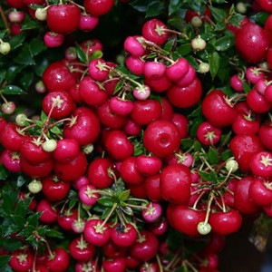 Torfmyrte (Pernettya mucronata) mit roten Beeren im Topf, ca. 5-10 cm hoch.