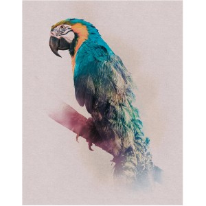 Komar Wandbild Animals Parrot (40x50 cm): Papagei auf Ast, blau-gelb.
