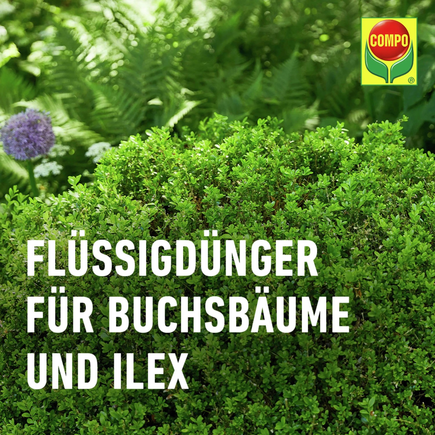 Compo Buchsbaum- und Ilexdnger 1 l kaufen bei OBI