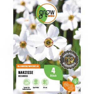 GROW by OBI Narzisse Recurvus, 4 Stück, weiß-rote Blüten, Blumenzwiebel für Beet und Garten.