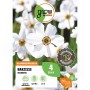 GROW by OBI Narzisse Recurvus, 4 Stück, weiß-rote Blüten, Blumenzwiebel für Beet und Garten.