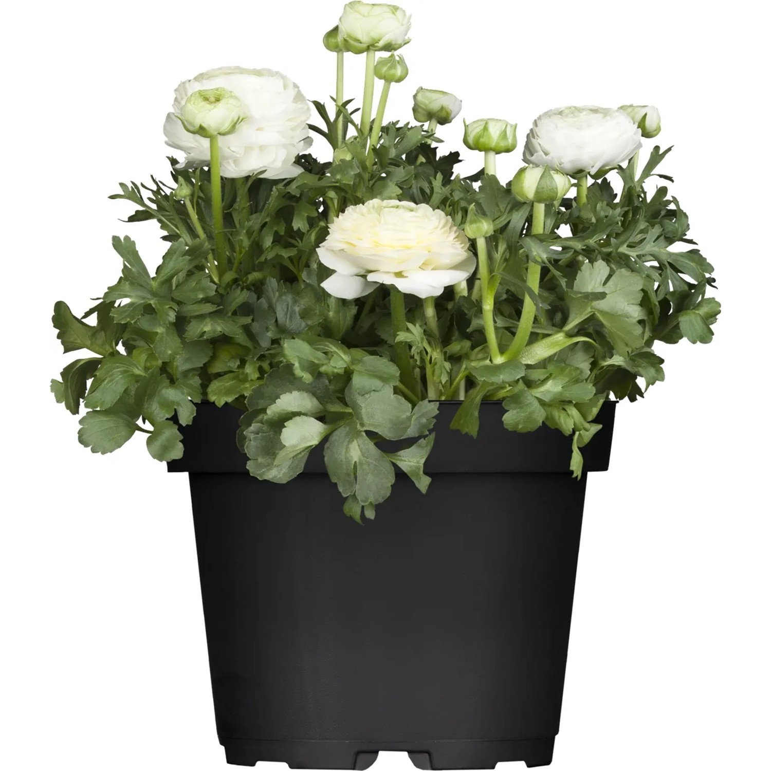 Weiße Ranunkel im Topf, eine blühende Balkonpflanze für sonnige Standorte.