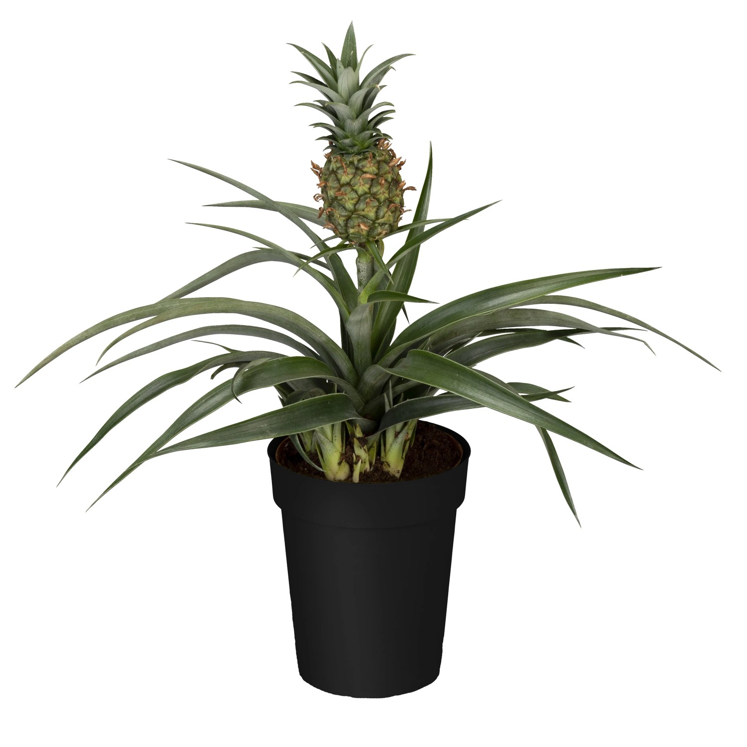 GROW by OBI Ananaspflanze Topf  ca. 12 cm Ananas Candido kaufen bei OBI