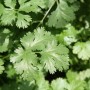 Frischer, grüner Koriander (Topf-Ø 12cm) im Detail. Küchenkräuter für asiatische Gerichte.